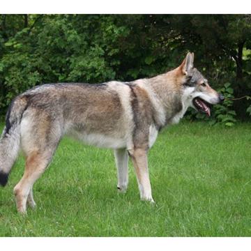 Tjekkoslovakisk Ulvehund Cember Tjekkoslovakisk Ulvehund Cember