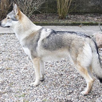 Tjekkisk Ulvehund Tjekkisk Ulvehund