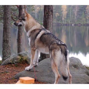 Tjekkoslovakisk Ulvehund Kazan