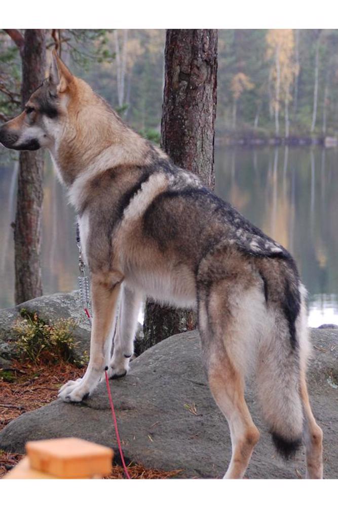 main Tjekkoslovakisk Ulvehund Kazan